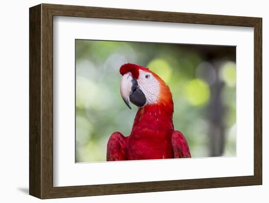 South America, Brazil, Amazon, Manaus, Headshot of a scarlet macaw.-Ellen Goff-Framed Photographic Print