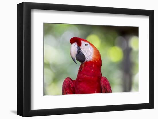 South America, Brazil, Amazon, Manaus, Headshot of a scarlet macaw.-Ellen Goff-Framed Photographic Print