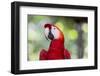 South America, Brazil, Amazon, Manaus, Headshot of a scarlet macaw.-Ellen Goff-Framed Photographic Print