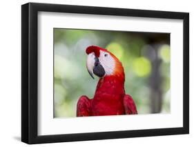 South America, Brazil, Amazon, Manaus, Headshot of a scarlet macaw.-Ellen Goff-Framed Photographic Print