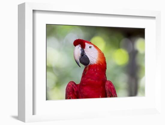 South America, Brazil, Amazon, Manaus, Headshot of a scarlet macaw.-Ellen Goff-Framed Photographic Print