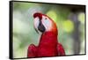 South America, Brazil, Amazon, Manaus, Headshot of a scarlet macaw.-Ellen Goff-Framed Stretched Canvas