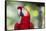 South America, Brazil, Amazon, Manaus, Headshot of a scarlet macaw.-Ellen Goff-Framed Stretched Canvas