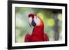 South America, Brazil, Amazon, Manaus, Headshot of a scarlet macaw.-Ellen Goff-Framed Photographic Print