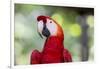 South America, Brazil, Amazon, Manaus, Headshot of a scarlet macaw.-Ellen Goff-Framed Photographic Print