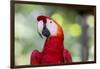 South America, Brazil, Amazon, Manaus, Headshot of a scarlet macaw.-Ellen Goff-Framed Photographic Print