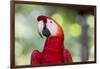 South America, Brazil, Amazon, Manaus, Headshot of a scarlet macaw.-Ellen Goff-Framed Photographic Print