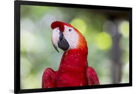 South America, Brazil, Amazon, Manaus, Headshot of a scarlet macaw.-Ellen Goff-Framed Photographic Print