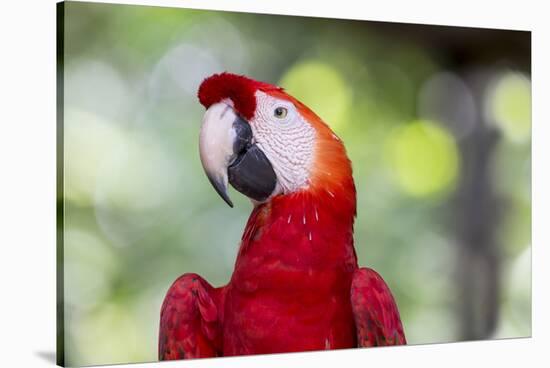 South America, Brazil, Amazon, Manaus, Headshot of a scarlet macaw.-Ellen Goff-Stretched Canvas