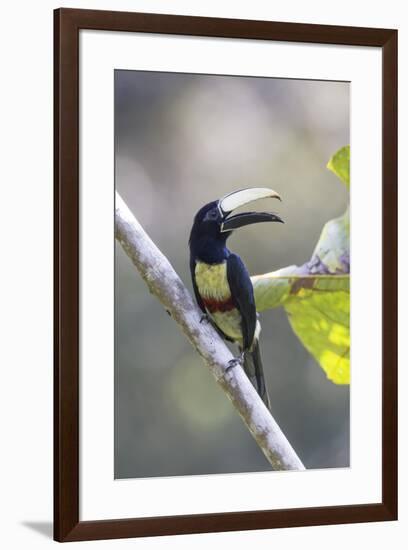 South America, Brazil, Amazon, Manaus, Portrait of a black-necked aracari.-Ellen Goff-Framed Premium Photographic Print