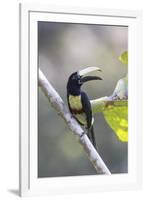 South America, Brazil, Amazon, Manaus, Portrait of a black-necked aracari.-Ellen Goff-Framed Premium Photographic Print