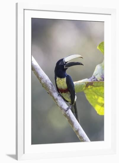 South America, Brazil, Amazon, Manaus, Portrait of a black-necked aracari.-Ellen Goff-Framed Premium Photographic Print