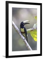 South America, Brazil, Amazon, Manaus, Portrait of a black-necked aracari.-Ellen Goff-Framed Premium Photographic Print