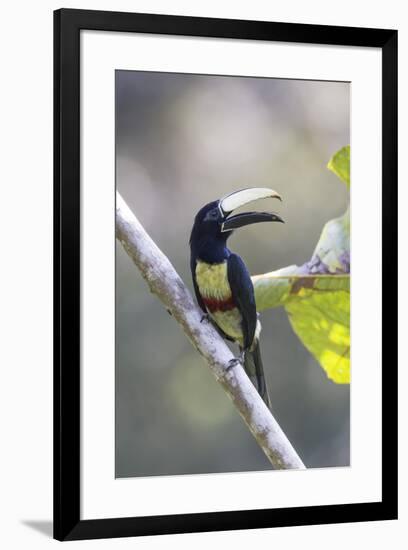 South America, Brazil, Amazon, Manaus, Portrait of a black-necked aracari.-Ellen Goff-Framed Premium Photographic Print