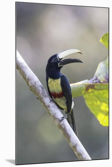 South America, Brazil, Amazon, Manaus, Portrait of a black-necked aracari.-Ellen Goff-Mounted Premium Photographic Print