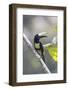 South America, Brazil, Amazon, Manaus, Portrait of a black-necked aracari.-Ellen Goff-Framed Photographic Print