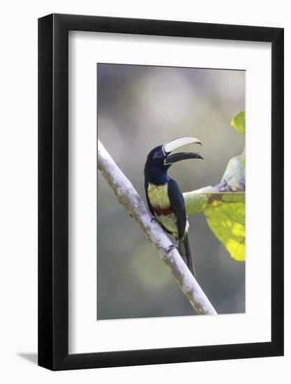 South America, Brazil, Amazon, Manaus, Portrait of a black-necked aracari.-Ellen Goff-Framed Photographic Print