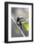 South America, Brazil, Amazon, Manaus, Portrait of a black-necked aracari.-Ellen Goff-Framed Photographic Print