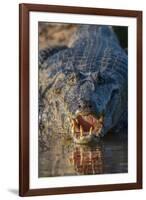 South America, Brazil, Cuiaba River, Pantanal Wetlands, Yacare Caiman with Open Mouth-Judith Zimmerman-Framed Photographic Print