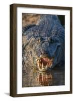 South America, Brazil, Cuiaba River, Pantanal Wetlands, Yacare Caiman with Open Mouth-Judith Zimmerman-Framed Photographic Print