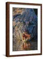 South America, Brazil, Cuiaba River, Pantanal Wetlands, Yacare Caiman with Open Mouth-Judith Zimmerman-Framed Photographic Print