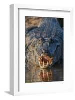 South America, Brazil, Cuiaba River, Pantanal Wetlands, Yacare Caiman with Open Mouth-Judith Zimmerman-Framed Photographic Print