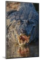 South America, Brazil, Cuiaba River, Pantanal Wetlands, Yacare Caiman with Open Mouth-Judith Zimmerman-Mounted Photographic Print