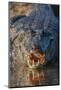 South America, Brazil, Cuiaba River, Pantanal Wetlands, Yacare Caiman with Open Mouth-Judith Zimmerman-Mounted Photographic Print