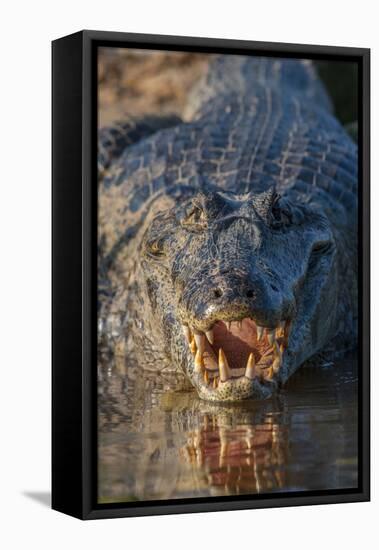 South America, Brazil, Cuiaba River, Pantanal Wetlands, Yacare Caiman with Open Mouth-Judith Zimmerman-Framed Stretched Canvas