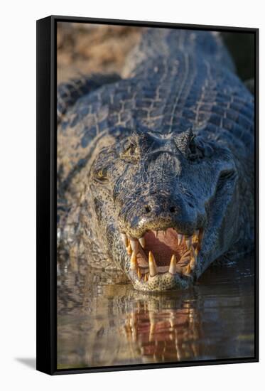 South America, Brazil, Cuiaba River, Pantanal Wetlands, Yacare Caiman with Open Mouth-Judith Zimmerman-Framed Stretched Canvas