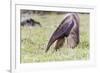 South America, Brazil, Mato Grosso do Sul, Bonito, Giant anteater eating.-Ellen Goff-Framed Premium Photographic Print