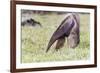 South America, Brazil, Mato Grosso do Sul, Bonito, Giant anteater eating.-Ellen Goff-Framed Premium Photographic Print