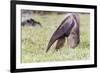 South America, Brazil, Mato Grosso do Sul, Bonito, Giant anteater eating.-Ellen Goff-Framed Premium Photographic Print