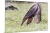 South America, Brazil, Mato Grosso do Sul, Bonito, Giant anteater eating.-Ellen Goff-Mounted Premium Photographic Print