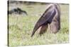 South America, Brazil, Mato Grosso do Sul, Bonito, Giant anteater eating.-Ellen Goff-Stretched Canvas