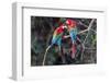 South America, Brazil, Mato Grosso do Sul, Jardim, A pair of red-and-green macaws together.-Ellen Goff-Framed Photographic Print