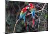 South America, Brazil, Mato Grosso do Sul, Jardim, A pair of red-and-green macaws together.-Ellen Goff-Mounted Photographic Print