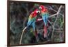 South America, Brazil, Mato Grosso do Sul, Jardim, A pair of red-and-green macaws together.-Ellen Goff-Framed Photographic Print