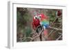 South America, Brazil, Mato Grosso do Sul, Jardim, A pair of red-and-green macaws together.-Ellen Goff-Framed Photographic Print