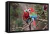 South America, Brazil, Mato Grosso do Sul, Jardim, A pair of red-and-green macaws together.-Ellen Goff-Framed Stretched Canvas