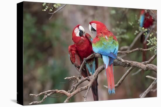 South America, Brazil, Mato Grosso do Sul, Jardim, A pair of red-and-green macaws together.-Ellen Goff-Stretched Canvas
