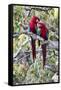 South America, Brazil, Mato Grosso do Sul, Jardim, A pair of red-and-green macaws together.-Ellen Goff-Framed Stretched Canvas