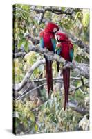 South America, Brazil, Mato Grosso do Sul, Jardim, A pair of red-and-green macaws together.-Ellen Goff-Stretched Canvas