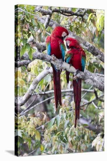 South America, Brazil, Mato Grosso do Sul, Jardim, A pair of red-and-green macaws together.-Ellen Goff-Stretched Canvas