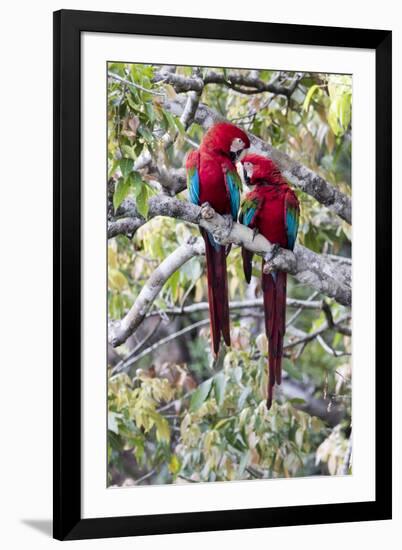South America, Brazil, Mato Grosso do Sul, Jardim, A pair of red-and-green macaws together.-Ellen Goff-Framed Photographic Print