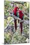 South America, Brazil, Mato Grosso do Sul, Jardim, A pair of red-and-green macaws together.-Ellen Goff-Mounted Photographic Print