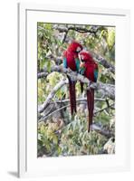 South America, Brazil, Mato Grosso do Sul, Jardim, A pair of red-and-green macaws together.-Ellen Goff-Framed Premium Photographic Print