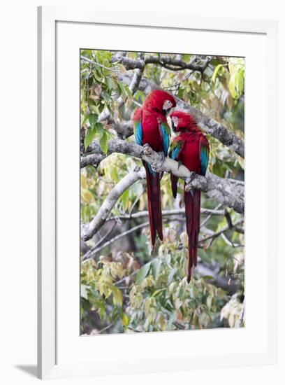 South America, Brazil, Mato Grosso do Sul, Jardim, A pair of red-and-green macaws together.-Ellen Goff-Framed Premium Photographic Print