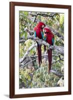 South America, Brazil, Mato Grosso do Sul, Jardim, A pair of red-and-green macaws together.-Ellen Goff-Framed Premium Photographic Print