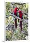 South America, Brazil, Mato Grosso do Sul, Jardim, A pair of red-and-green macaws together.-Ellen Goff-Framed Premium Photographic Print